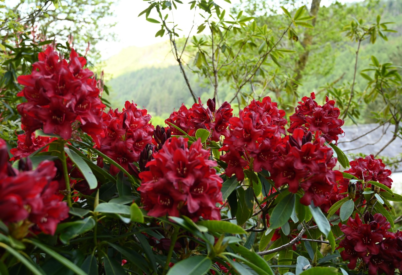 'Kluis Triumph'
